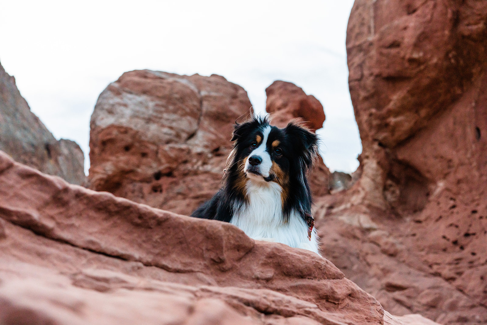 An alert black, brown, and white dog sits upon large red rock formations at Garden of the Gods in Colorado Springs.