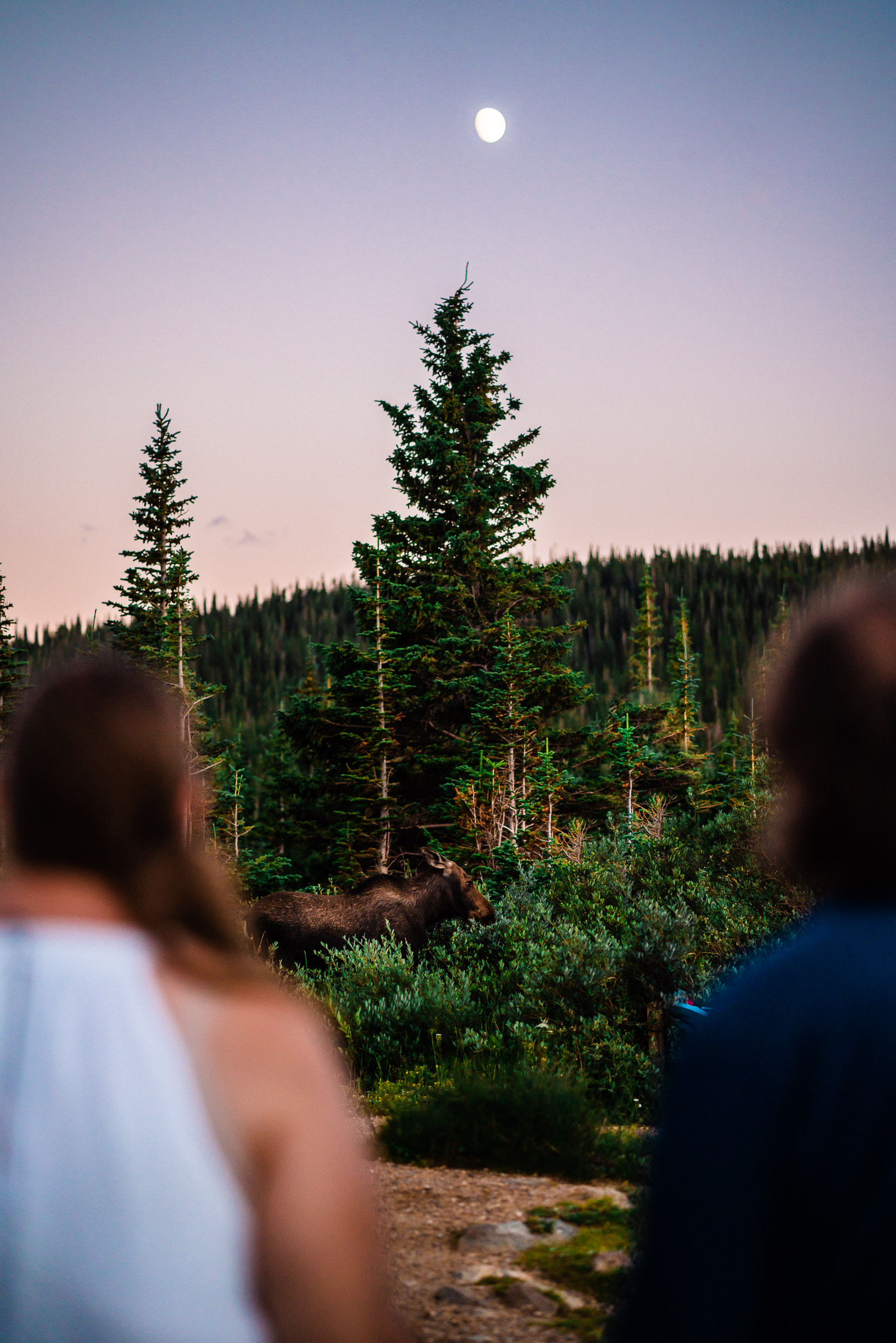 newlyweds and a moose