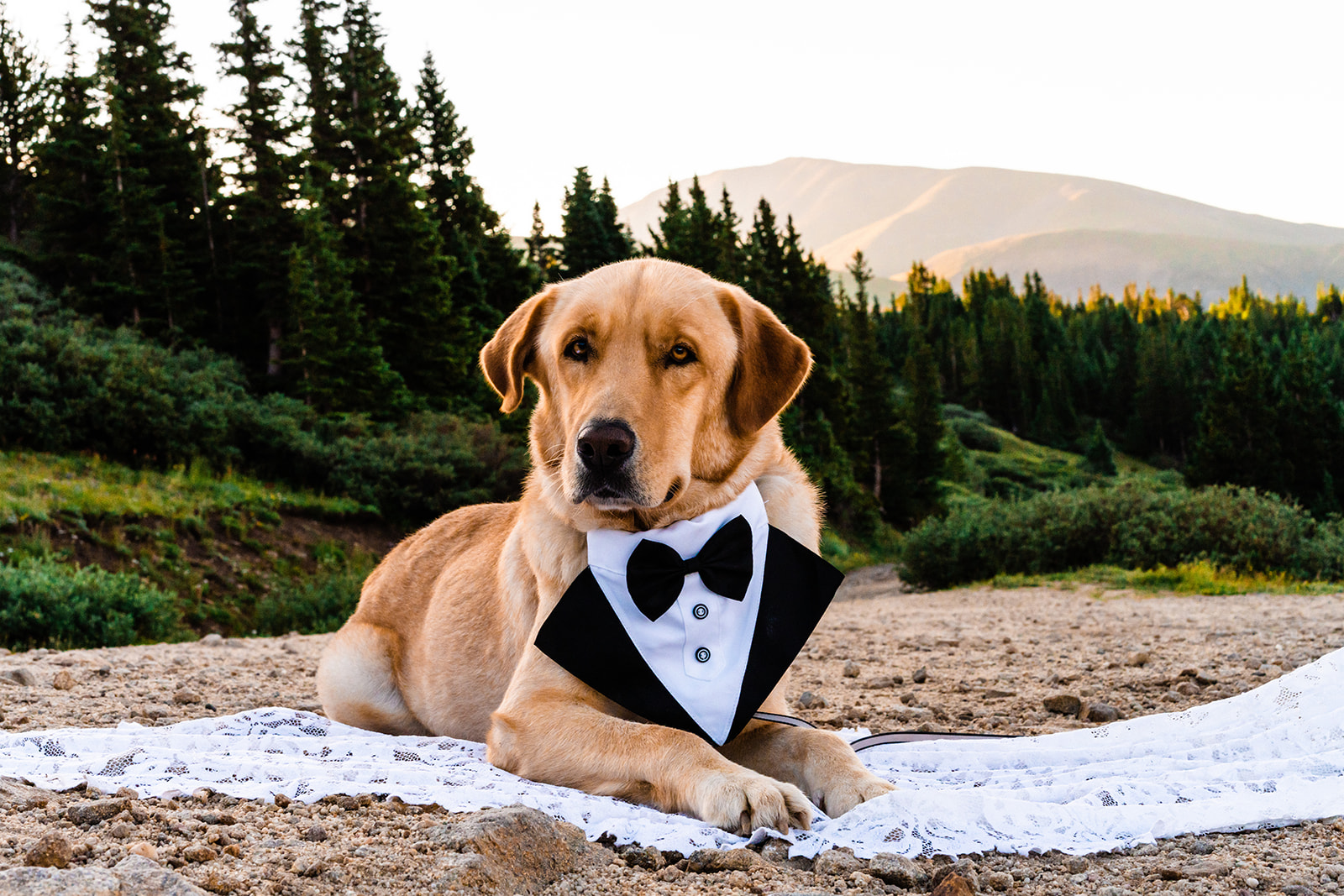 Golden retriever wearing a tuxedo bib lying on his Mom's white dress with a forest and mountains in the background at sunrise demonstrating how to elope in Breckenridge, Colorado.