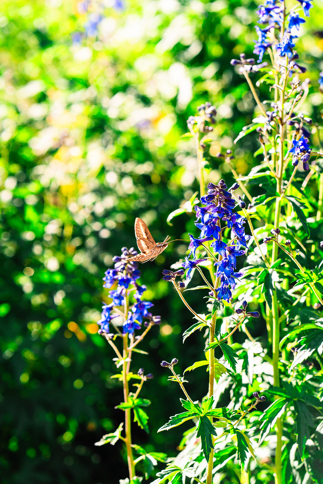 colorful wildflowers and hummingbird pollinating