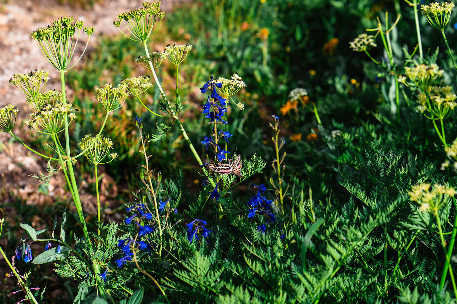 Beautiful blue flowers at Yankee Boy Basin