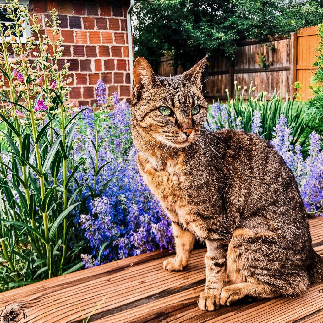 a cat sitting on a bench surrounded by flowers