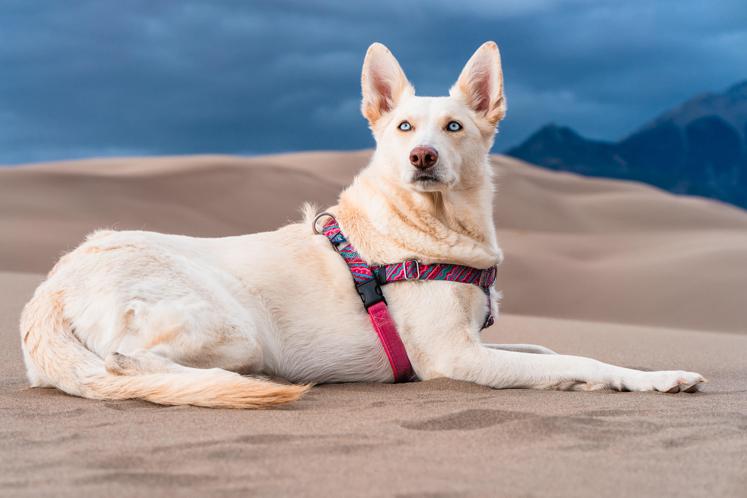 A white dog lounging on a sand dune, with mountains in the background of a Great Sand Dunes elopement.

